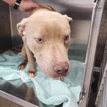 Honey -  Pit Bull Terrier Dog Available for Adoption in Abilene, Texas - Honey | PetCurious