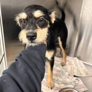 Olly -  Wirehaired Terrier Dog for Adoption in Abilene, Texas - Olly | PetCurious