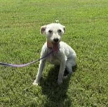 Katie -  Schnauzer Dog for Adoption in Tulsa, Oklahoma - Katie | PetCurious