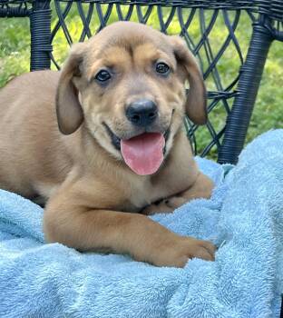 Guinness -  Mixed Breed Dog for Adoption in Mount Pleasant, South Carolina - Guinness | PetCurious
