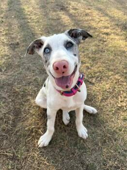 Australian Shepherd and Catahoula Leopard Dog Dogs Available for Adoption - Junie | PetCurious