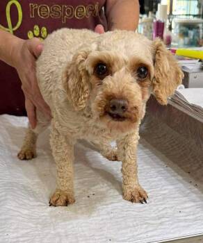 Poodle Dogs Available for Adoption in Benton, Louisiana - Judith Basin (NOT YET AVAILABLE) | PetCurious