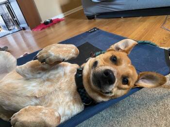 Cattle Dog and Great Pyrenees Dogs Available for Adoption in Doylestown, Pennsylvania - Pierogi | PetCurious