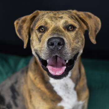 Kruger -  Mixed Breed Dog for Adoption in Defuniak Springs, Florida - Kruger | PetCurious