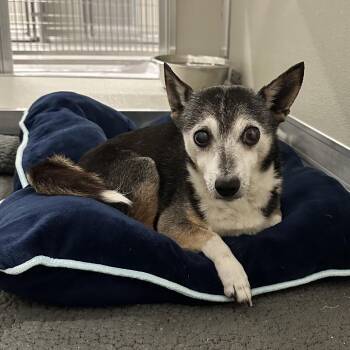 Chihuahua Dogs Available for Adoption in Oak Brook, Illinois - Brook | PetCurious