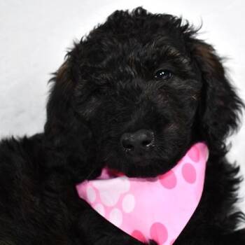 Standard Poodle Dogs Available for Adoption in Johnson City, Tennessee - Sugar | PetCurious