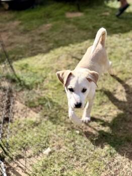 Franky -  Labrador Retriever Dog for Adoption in San Antonio, Texas - Franky | PetCurious