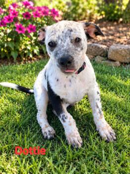 Dottie -  German Shorthaired Pointer Dog for Adoption in New Port Richey, Florida - Dottie | PetCurious