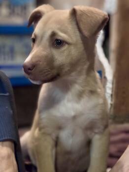 Mixed Breed Dogs Available for Adoption - Lainey | PetCurious