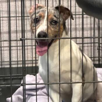 Parson Russell Terrier Dogs Available for Adoption - Jack | PetCurious