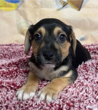 Chihuahua and Beagle Dogs Available for Adoption - Ashmokan | PetCurious