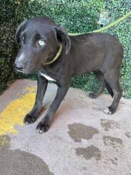 Bee* -  Shepherd and Mixed Breed Dog for Adoption in El Paso, Texas - Bee* | PetCurious