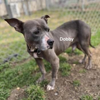 Mixed Breed Dogs Available for Adoption - Dobby | PetCurious