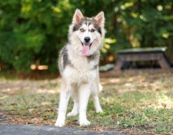 Acadia -  Husky Dog for Adoption in Durham, North Carolina - Acadia | PetCurious
