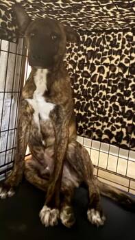 Australian Shepherd and Black Labrador Retriever Dogs Available for Adoption in Albion, New York - King | PetCurious
