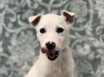 Siberian Husky Dogs Available for Adoption in Portland, Oregon - Noggindrill | PetCurious