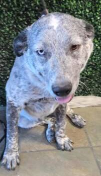 Rescue Australian Cattle Dog Blue Heeler and Mixed Breed Dogs for Adoption in El Paso, Texas - 59753823 | PetCurious