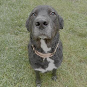 Reese -  Labrador Retriever Dog for Adoption in Minneapolis, Minnesota - Reese | PetCurious