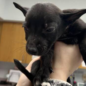Chihuahua Dogs Available for Adoption - Bartholomew | PetCurious