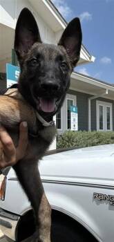 LUCIEN -  Belgian Shepherd Malinois Dog for Adoption in San Antonio, Texas - LUCIEN | PetCurious