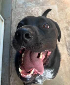 Rescue American Bulldog Dogs for Adoption in Mustang, Oklahoma - Waylon | PetCurious