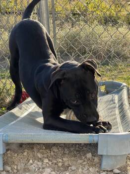 Rescue Labrador Retriever and Mixed Breed Dogs for Adoption in Evansville, Indiana - Taco / Duke | PetCurious