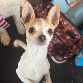Lacey D12169 -  Chihuahua Dog for Adoption - Lacey D12169 | PetCurious