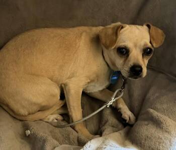 Chihuahua and Pug Dogs Available for Adoption in Larkfield-wikiup, California - Molly | PetCurious