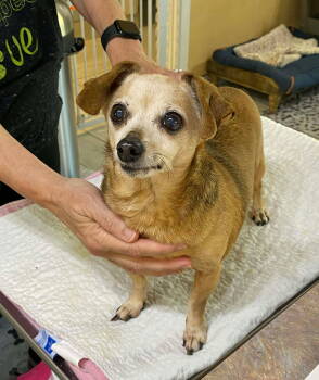 Rescue Chihuahua Dogs for Adoption in Benton, Louisiana - Cabbie (NOT YET AVAILABLE) | PetCurious