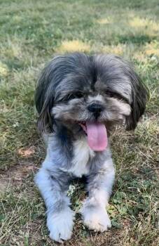 Shih Tzu Dogs Available for Adoption in Monroe, North Carolina - Louann | PetCurious