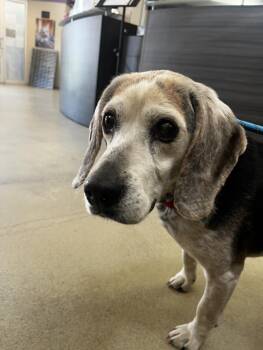 Beagle Dogs Available for Adoption in Hagerstown, Maryland - WILLIE | PetCurious