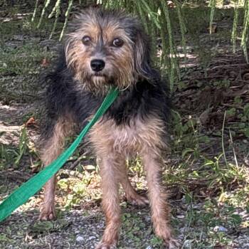 Nerds -  Yorkshire Terrier Dog for Adoption in Clanton, Alabama - Nerds | PetCurious