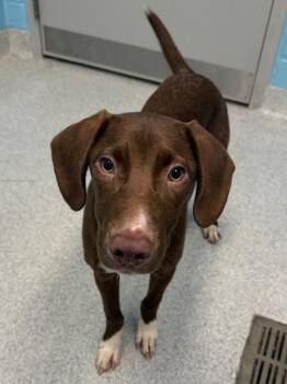 Juice -  Hound and Mixed Breed Dog for Adoption in Frankfort, Kentucky - Juice | PetCurious