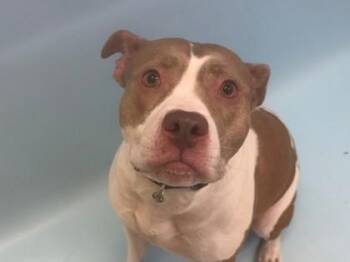 Juno -  Pit Bull Terrier and Mixed Breed Dog for Adoption in Woodbury, Minnesota - Juno | PetCurious