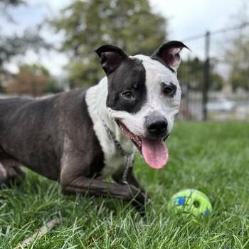 Taz - ECAS -  Pit Bull Terrier and Mixed Breed Dog for Adoption in Pleasanton, California - Taz - ECAS | PetCurious
