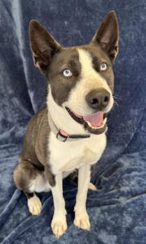 Edward -  Terrier Dog for Adoption in Buffalo, Minnesota - Edward | PetCurious