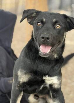 Price -  Shepherd Dog for Adoption in Thornton, Colorado - Price | PetCurious