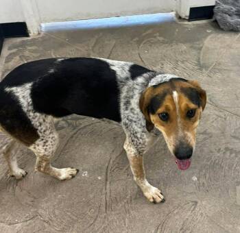 Skittles (Sadie) -  Australian Cattle Dog Blue Heeler Dog for Adoption in Logan, Utah - Skittles (Sadie) | PetCurious