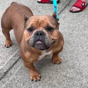 Bo Derek -  American Bully Dog for Adoption in Huber Heights, Ohio - Bo Derek | PetCurious