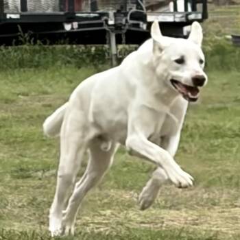 Smitty -  Great Pyrenees and Mixed Breed Dog for Adoption in Ennis, Texas - Smitty | PetCurious