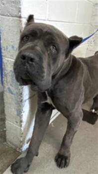 LUKE -  Cane Corso Dog for Adoption in San Bernardino, California - LUKE | PetCurious
