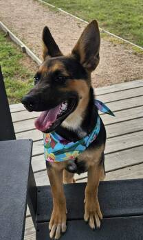 German Shepherd Dog Dogs Available for Adoption in Houston, Texas - LADYBIRD | PetCurious
