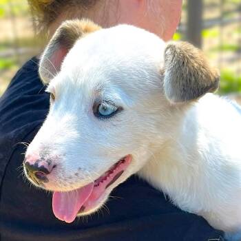 Pit Bull Terrier and Mixed Breed Dogs Available for Adoption - Hobo | PetCurious