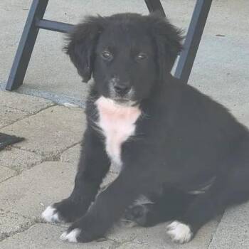 Star -  Collie and Labrador Retriever Dog Available for Adoption in Calabash, North Carolina - Star | PetCurious