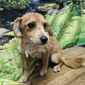 Thorn -  Yorkshire Terrier and Shih Tzu Dog for Adoption in Normal, Illinois - Thorn | PetCurious