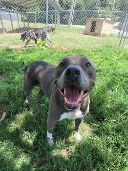 Saucie -  Pit Bull Terrier Dog for Adoption in Lawrenceburg, Tennessee - Saucie | PetCurious