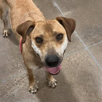 Buttercup -  Rhodesian Ridgeback and Pit Bull Terrier Dog Available for Adoption in Washburn, Missouri - Buttercup | PetCurious