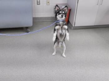 BEAR -  Chihuahua and Mixed Breed Dog for Adoption in Omaha, Nebraska - BEAR | PetCurious