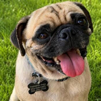 Eddie -  Pug Dog for Adoption in Marana, Arizona - Eddie | PetCurious