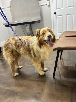 River -  Australian Shepherd Dog for Adoption in Marietta, Georgia - River | PetCurious